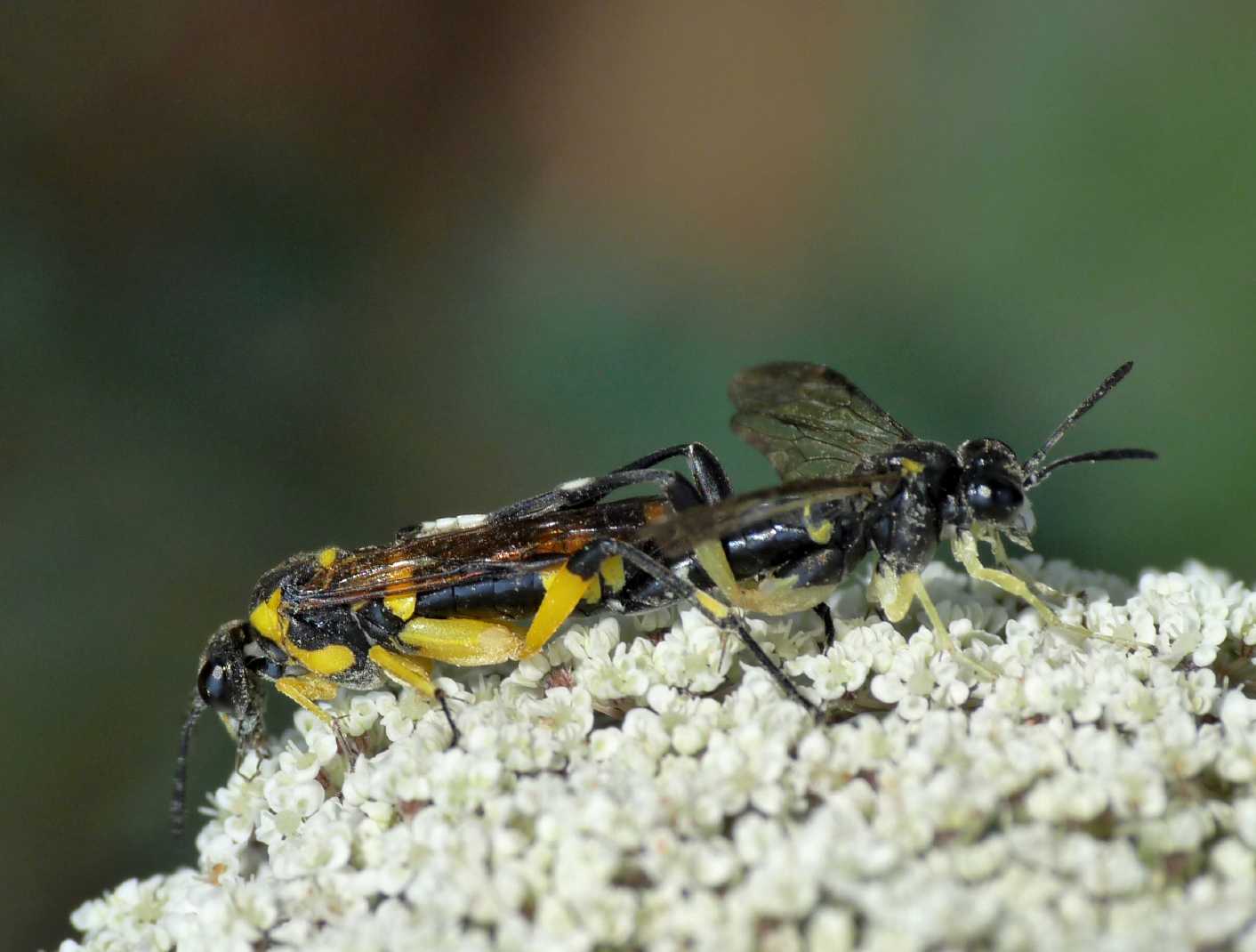 Macrophya montana in accoppiamento